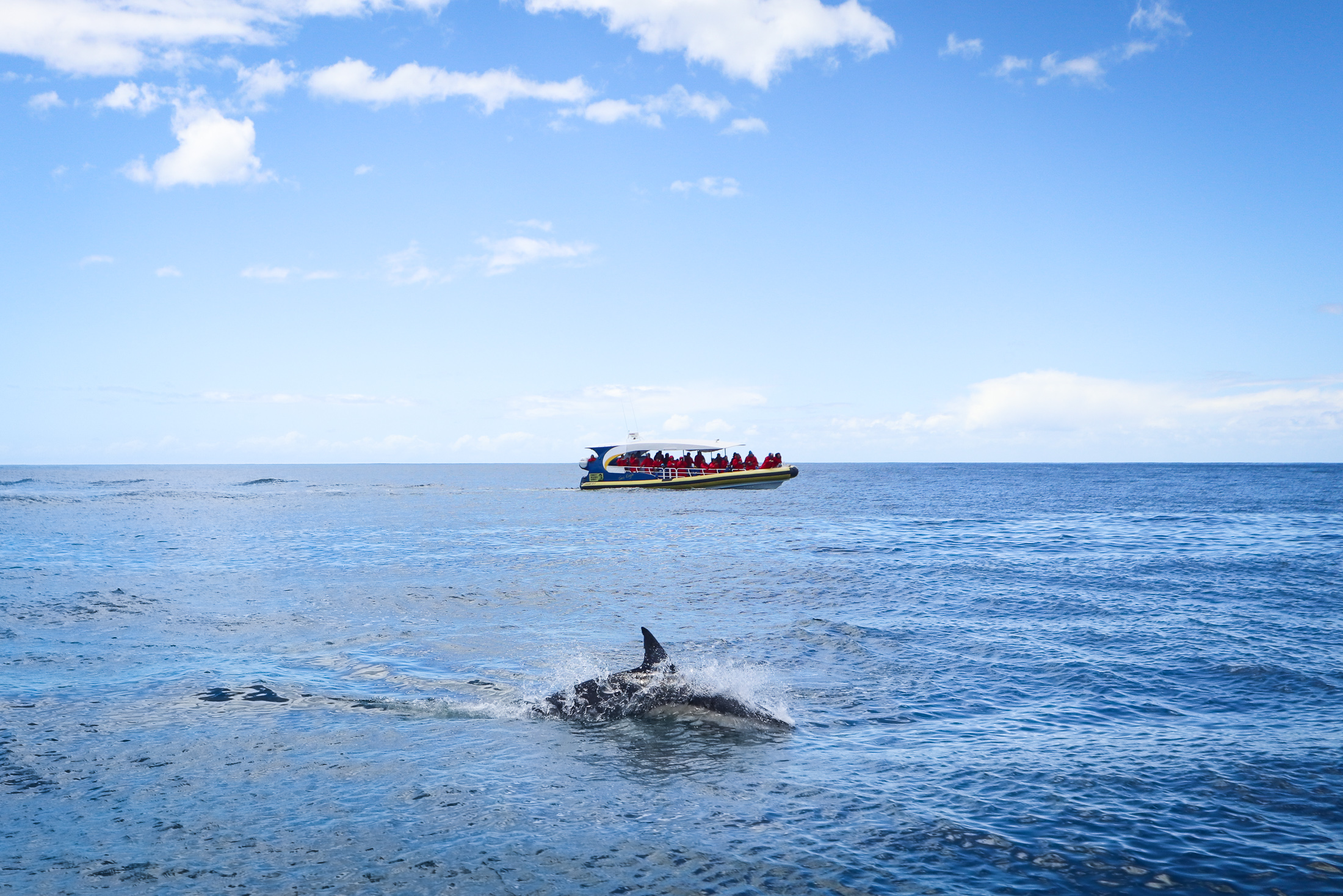 Is the Tasman Island Wilderness Cruise worth it? My honest review of Tasmania’s top boat tour