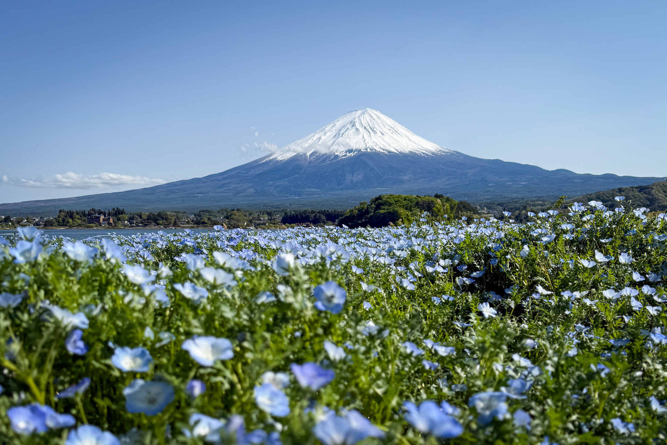 Oishi Park in Spring, Kawagguchiko, Mt Fuji, Japan