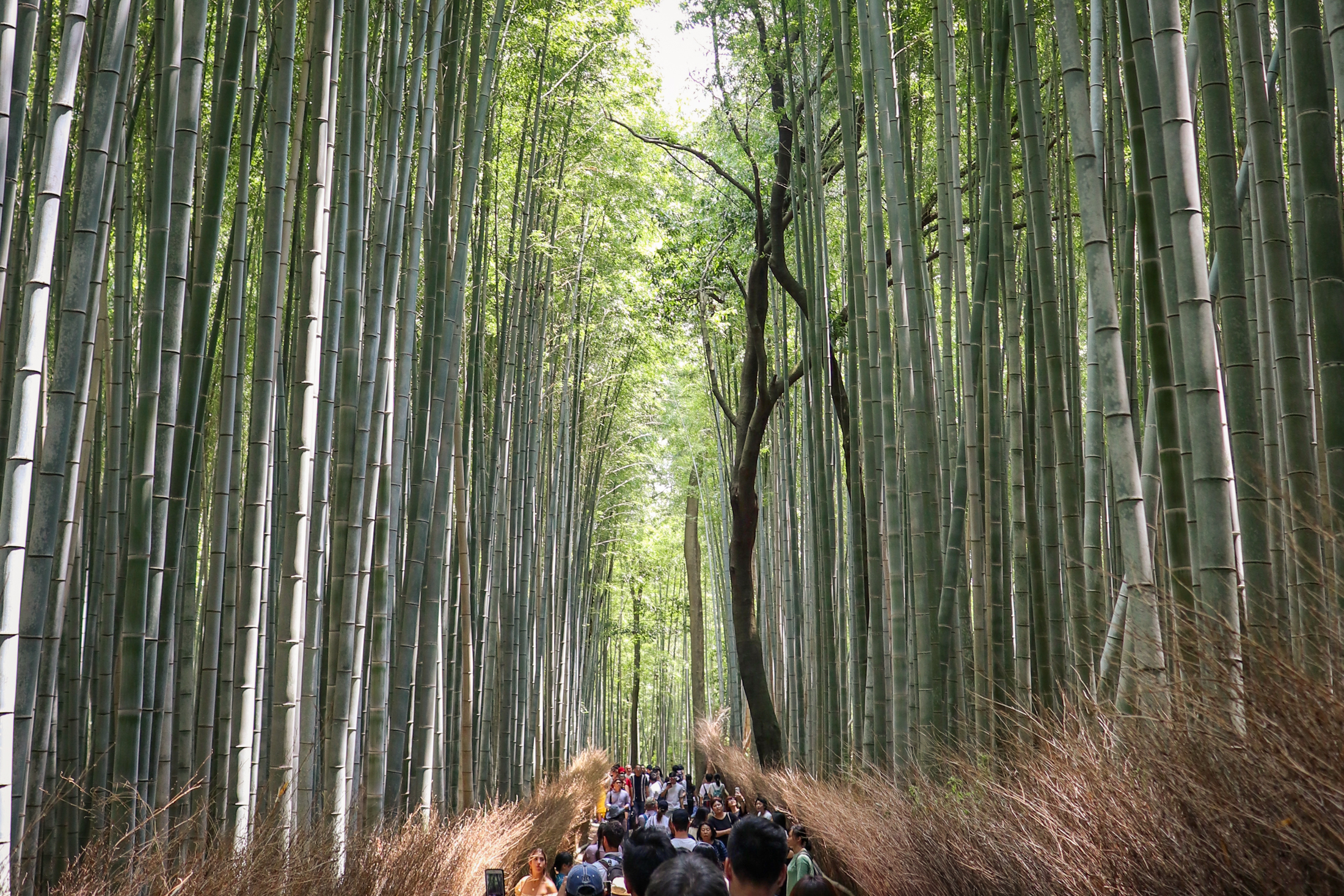 Arashiyama bamboo forest in Kyoto