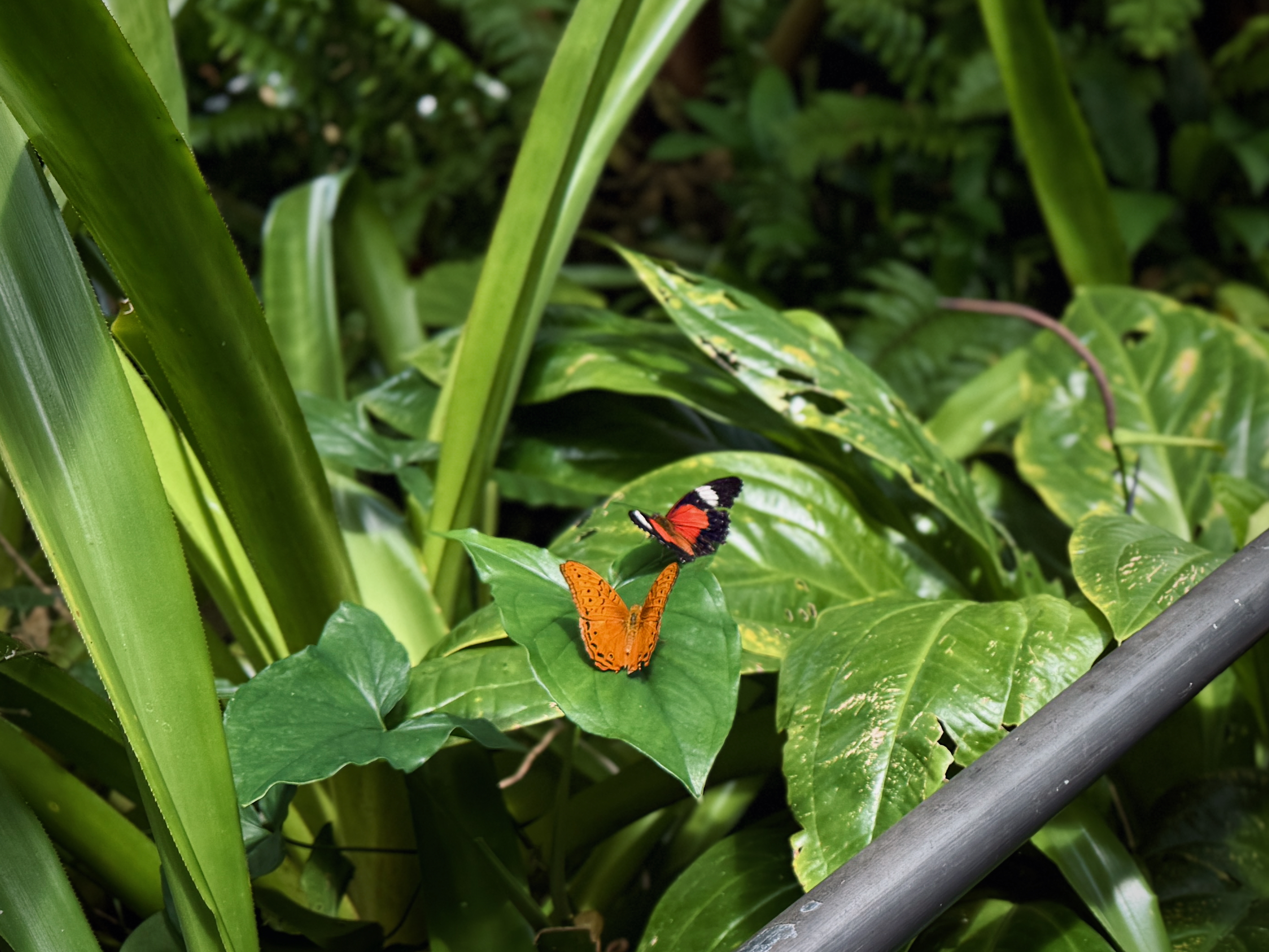 Australian Butterfly Sanctuary in Kuranda, Queensland