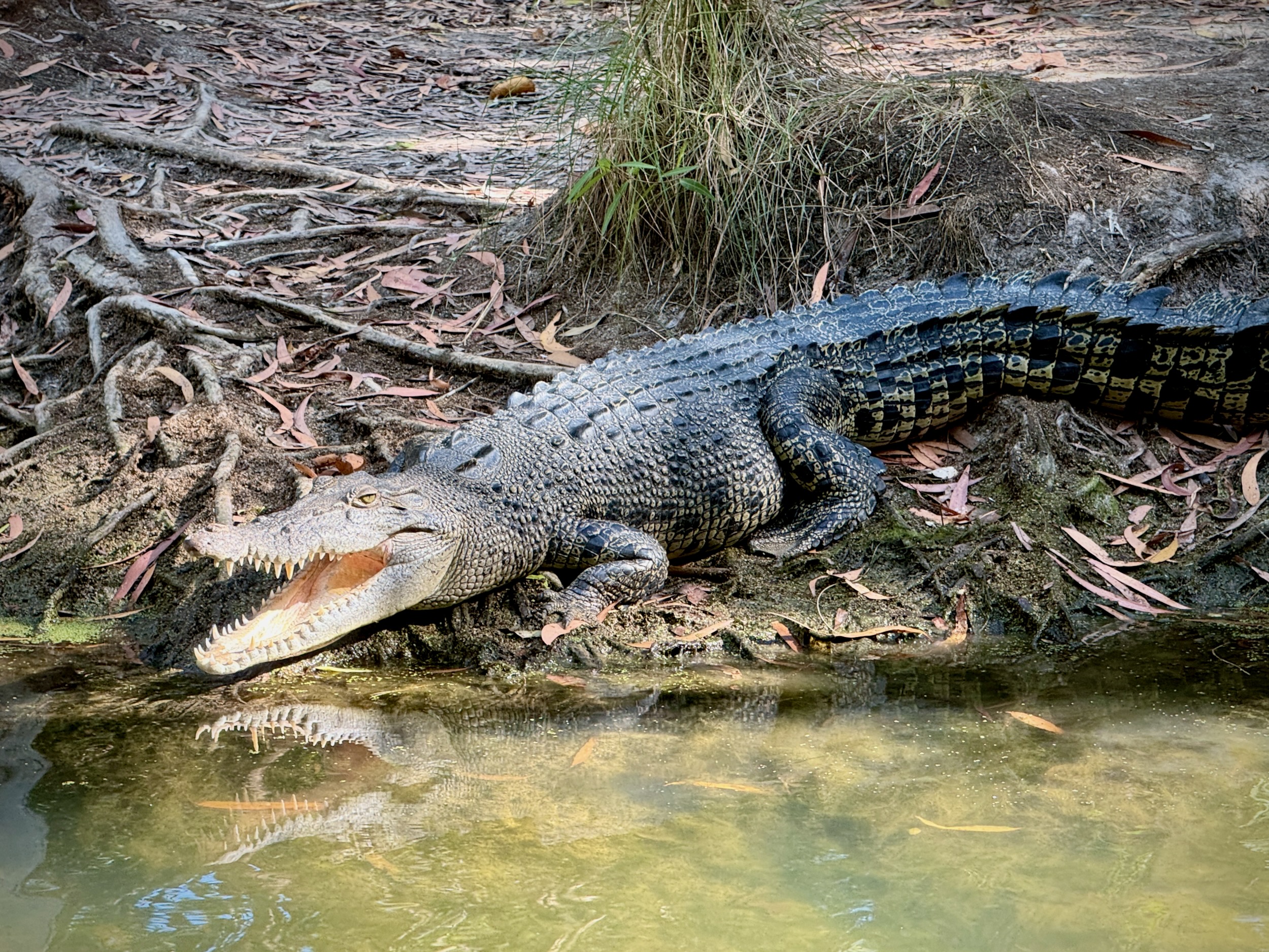 Hartley’s Crocodile Adventures review: Best family-friendly wildlife park near Cairns