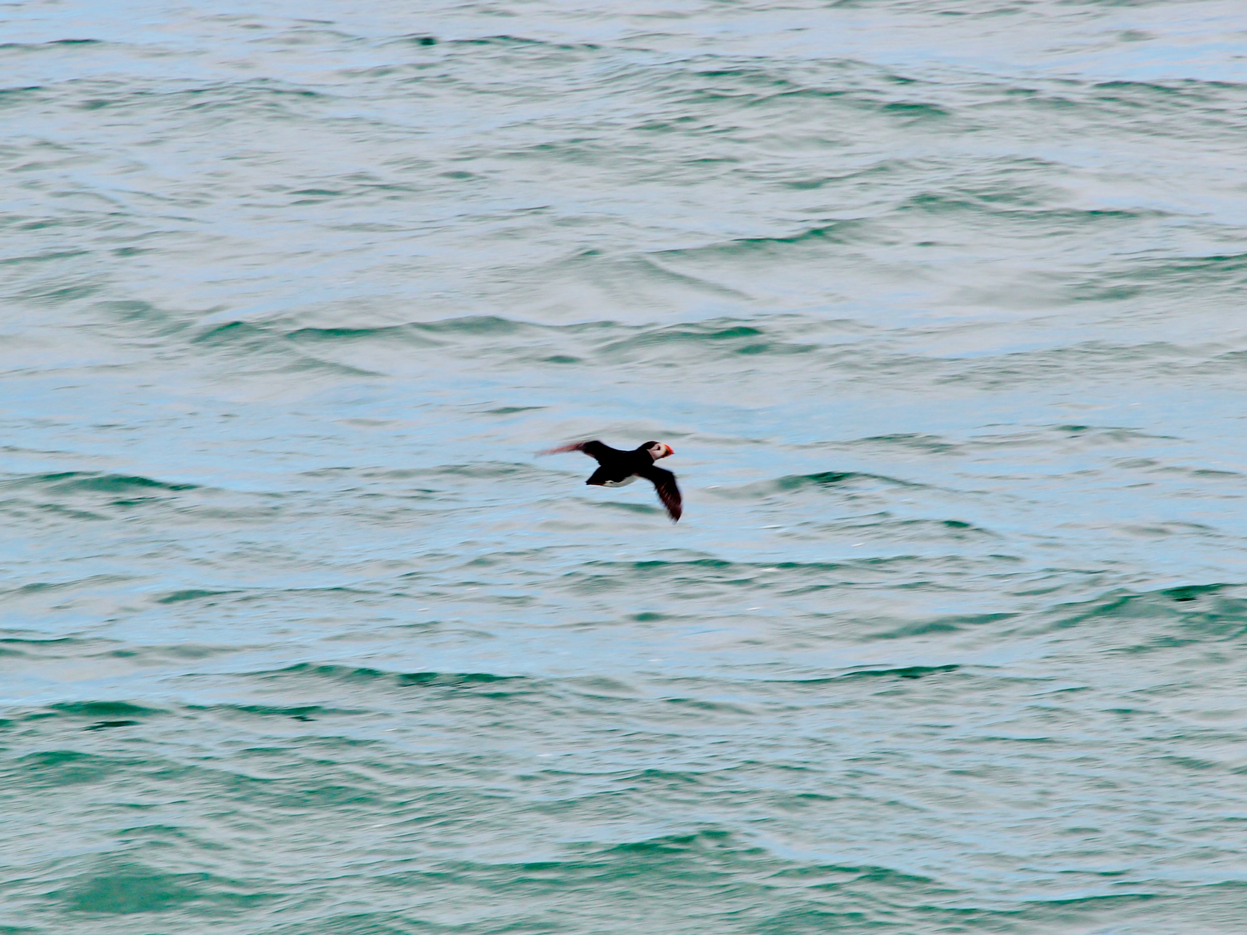 Puffin Watching Boat Tour from Reykjavik, Iceland